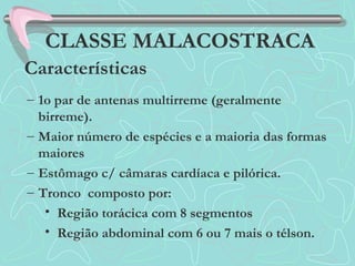 – 1o par de antenas multirreme (geralmente
birreme).
– Maior número de espécies e a maioria das formas
maiores
– Estômago c/ câmaras cardíaca e pilórica.
– Tronco composto por:
• Região torácica com 8 segmentos
• Região abdominal com 6 ou 7 mais o télson.
CLASSE MALACOSTRACA
Características
 