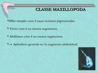 CLASSE MAXILLOPODACLASSE MAXILLOPODA
Olho náuplio com 3 taças ocelares pigmentadas
 Tórax com 6 ou menos segmentos.
 Abdômen com 4 ou menos segmentos.
→ Apêndices genitais no 1o segmento abdominal.
 