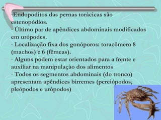-Endopoditos das pernas torácicas são
estenopódios.
- Último par de apêndices abdominais modificados
em urópodes.
- Localização fixa dos gonóporos: toracômero 8
(machos) e 6 (fêmeas).
- Alguns podem estar orientados para a frente e
auxiliar na manipulaçào dos alimentos
- Todos os segmentos abdominais (do tronco)
apresentam apêndices birremes (pereiópodos,
pleópodos e urópodos)
 