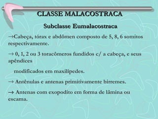 →Cabeça, tórax e abdômen composto de 5, 8, 6 somitos
respectivamente.
→ 0, 1, 2 ou 3 toracômeros fundidos c/ a cabeça, e seus
apêndices
modificados em maxilípedes.
→ Antênulas e antenas primitivamente birremes.
→ Antenas com exopodito em forma de lâmina ou
escama.
CLASSE MALACOSTRACACLASSE MALACOSTRACA
SubclasseSubclasse EumalacostracaEumalacostraca
 