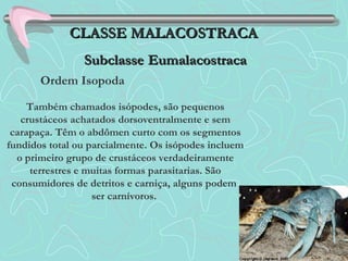 Também chamados isópodes, são pequenos
crustáceos achatados dorsoventralmente e sem
carapaça. Têm o abdômen curto com os segmentos
fundidos total ou parcialmente. Os isópodes incluem
o primeiro grupo de crustáceos verdadeiramente
terrestres e muitas formas parasitarias. São
consumidores de detritos e carniça, alguns podem
ser carnívoros.
CLASSE MALACOSTRACACLASSE MALACOSTRACA
SubclasseSubclasse EumalacostracaEumalacostraca
Ordem Isopoda
 