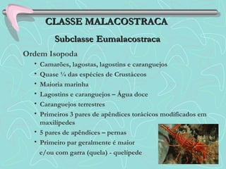Ordem Isopoda
• Camarões, lagostas, lagostins e caranguejos
• Quase ¼ das espécies de Crustáceos
• Maioria marinha
• Lagostins e caranguejos – Água doce
• Caranguejos terrestres
• Primeiros 3 pares de apêndices torácicos modificados em
maxilípedes
• 5 pares de apêndices – pernas
• Primeiro par geralmente é maior
e/ou com garra (quela) - quelípede
CLASSE MALACOSTRACACLASSE MALACOSTRACA
SubclasseSubclasse EumalacostracaEumalacostraca
 