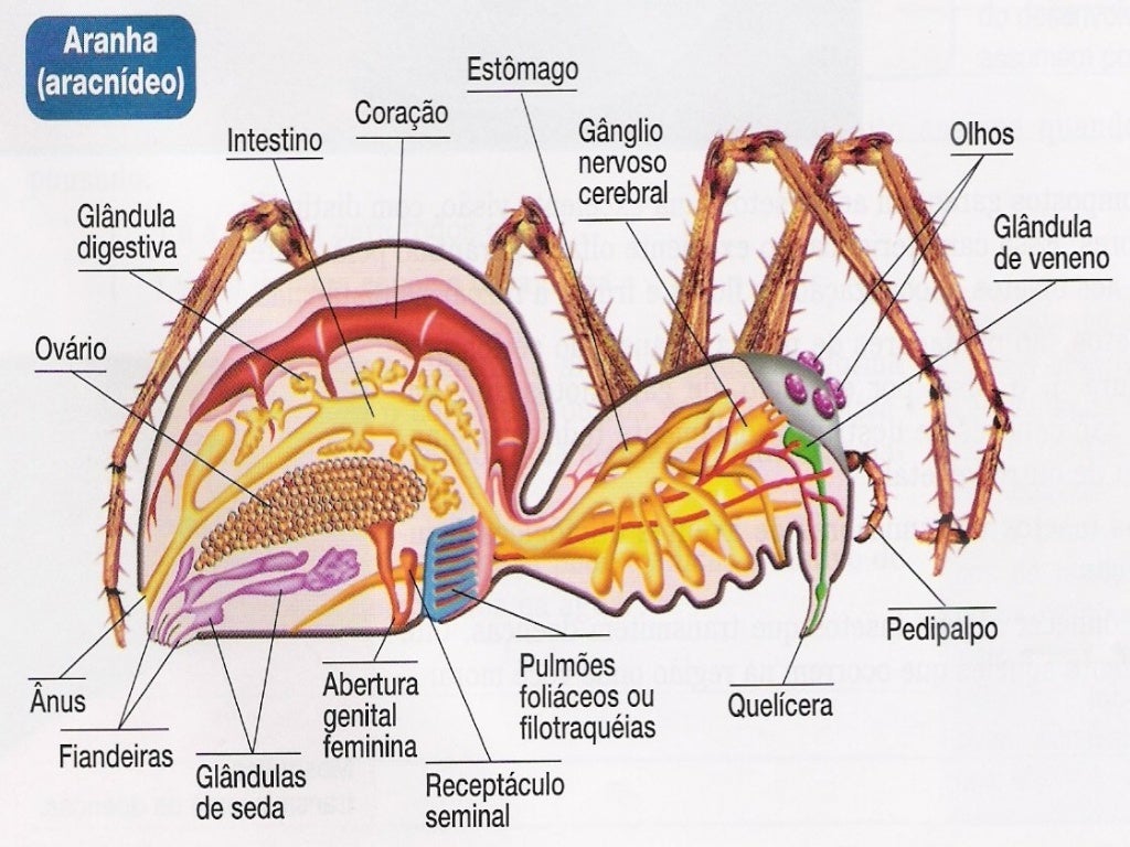 Filo artrópodes 06 aracnideos - características e aranhas