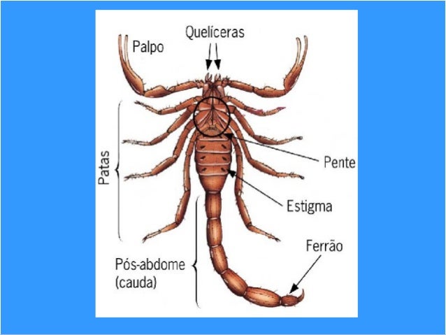 Filo artrópodes 06 aracnideos - escorpião