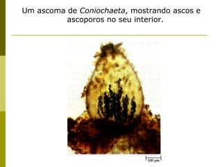 Um ascoma de Coniochaeta, mostrando ascos e
          ascoporos no seu interior.
 