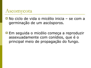 Ascomycota
   No ciclo de vida o micélio inicia – se com a
    germinação de um ascósporos.

   Em seguida o micélio começa a reproduzir
    assexuadamente com conídios, que é o
    principal meio de propagação do fungo.
 