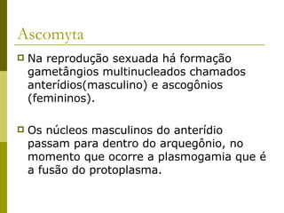 Ascomyta
   Na reprodução sexuada há formação
    gametângios multinucleados chamados
    anterídios(masculino) e ascogônios
    (femininos).

   Os núcleos masculinos do anterídio
    passam para dentro do arquegônio, no
    momento que ocorre a plasmogamia que é
    a fusão do protoplasma.
 