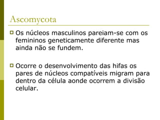 Ascomycota
   Os núcleos masculinos pareiam-se com os
    femininos geneticamente diferente mas
    ainda não se fundem.

   Ocorre o desenvolvimento das hifas os
    pares de núcleos compatíveis migram para
    dentro da célula aonde ocorrem a divisão
    celular.
 