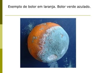 Exemplo de bolor em laranja. Bolor verde azulado.
 
