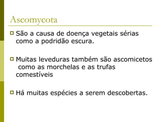 Ascomycota
   São a causa de doença vegetais sérias
    como a podridão escura.

   Muitas leveduras também são ascomicetos
     como as morchelas e as trufas
    comestíveis

   Há muitas espécies a serem descobertas.
 