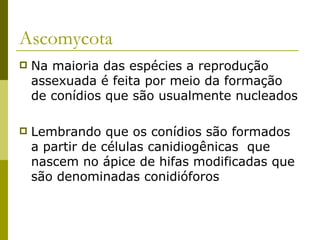 Ascomycota
   Na maioria das espécies a reprodução
    assexuada é feita por meio da formação
    de conídios que são usualmente nucleados

   Lembrando que os conídios são formados
    a partir de células canidiogênicas que
    nascem no ápice de hifas modificadas que
    são denominadas conidióforos
 