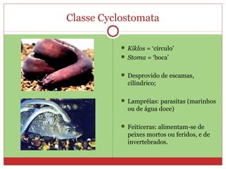 Classe Cyclostomata
 Kiklos = ‘círculo’
 Stoma = ‘boca’
 Desprovido de escamas,
cilíndrico;
 Lampréias: parasitas (marinhos
ou de água doce)
 Feiticeras: alimentam-se de
peixes mortos ou feridos, e de
invertebrados.
 