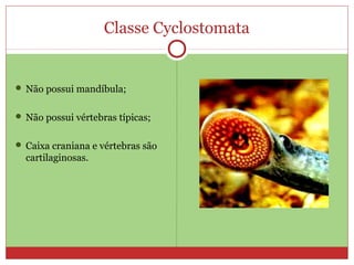 Classe Cyclostomata
 Não possui mandíbula;
 Não possui vértebras típicas;
 Caixa craniana e vértebras são
cartilaginosas.
 