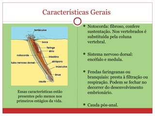 Características Gerais
 Notocorda: fibroso, confere
sustentação. Nos vertebrados é
substituída pela coluna
vertebral.
 Sistema nervoso dorsal:
encéfalo e medula.
 Fendas faringeanas ou
branquiais: presta à filtração ou
respiração. Podem se fechar no
decorrer do desenvolvimento
embrionário.
 Cauda pós-anal.
Essas características estão
presentes pelo menos nos
primeiros estágios da vida.
 