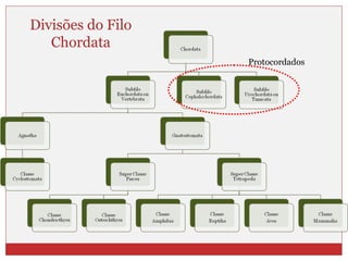 Divisões do Filo
Chordata
Protocordados
 