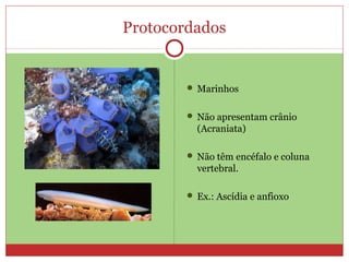 Protocordados
 Marinhos
 Não apresentam crânio
(Acraniata)
 Não têm encéfalo e coluna
vertebral.
 Ex.: Ascídia e anfioxo
 