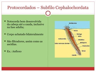 Protocordados – Subfilo Cephalochordata
 Notocorda bem desenvolvida
da cabeça até a cauda, inclusive
na fase adulta;
 Corpo achatado bilateralmente
 São filtradores, assim como as
ascídias.
 Ex.: Anfioxo
 