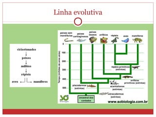 Linha evolutiva
 