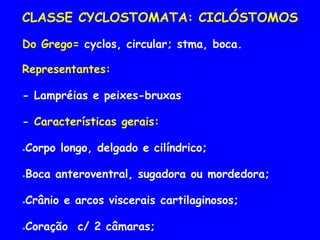 CLASSE CYCLOSTOMATA: CICLÓSTOMOS
Do Grego= cyclos, circular; stma, boca.
Representantes:
- Lampréias e peixes-bruxas
- Características gerais:
●Corpo longo, delgado e cilíndrico;
●Boca anteroventral, sugadora ou mordedora;
●Crânio e arcos viscerais cartilaginosos;
●Coração c/ 2 câmaras;
 