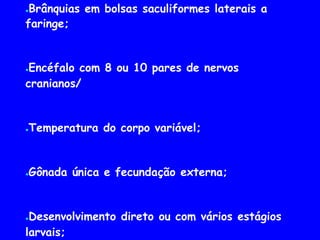 ●Brânquias em bolsas saculiformes laterais a
faringe;
●Encéfalo com 8 ou 10 pares de nervos
cranianos/
●Temperatura do corpo variável;
●Gônada única e fecundação externa;
●Desenvolvimento direto ou com vários estágios
larvais;
 