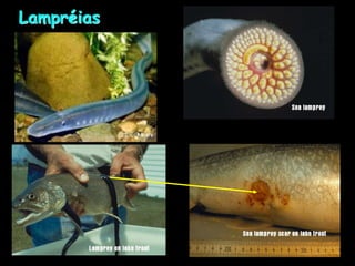 Lampréias
 