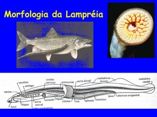 Morfologia da Lampréia
 