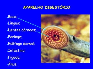 APARELHO DIGESTÓRIO
●Boca;
●Língua;
●Dentes córneos;
●Faringe;
●Esôfago dorsal;
●Intestino;
●Fígado;
●Ânus.
 