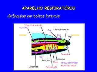 APARELHO RESPIRATÓRIO
●Brânquias em bolsas laterais
 