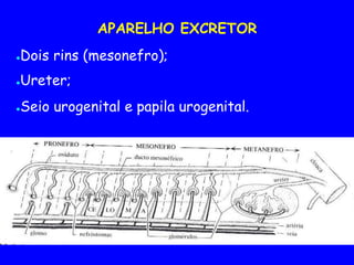 APARELHO EXCRETOR
●Dois rins (mesonefro);
●Ureter;
●Seio urogenital e papila urogenital.
 