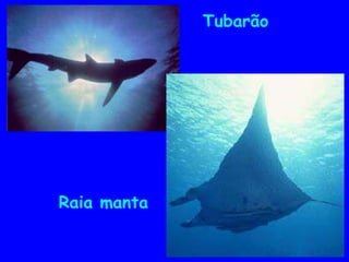 Tubarão
Raia manta
 