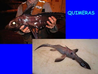 QUIMERAS
 