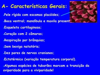A- Características Gerais:
●Pele rígida com escamas placóides;
●Boca ventral; mandíbula e maxila presentes;
●Esqueleto cartilaginoso;
●Coração com 2 câmaras;
●Respiração por brânquias;
●Sem bexiga natatória;
●Dez pares de nervos cranianos;
●Ectotérmico (variação temperatura corporal).
●Algumas espécies de tubarões marcam a transição da
oviparidade para a viviparidade!
 