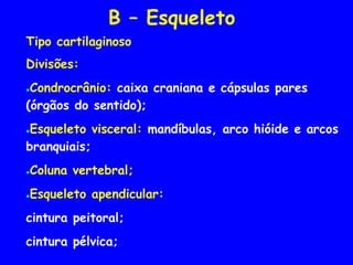 B – Esqueleto
Tipo cartilaginoso
Divisões:
●Condrocrânio: caixa craniana e cápsulas pares
(órgãos do sentido);
●Esqueleto visceral: mandíbulas, arco hióide e arcos
branquiais;
●Coluna vertebral;
●Esqueleto apendicular:
cintura peitoral;
cintura pélvica;
 
