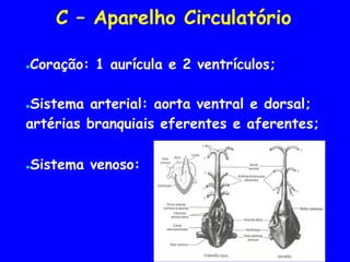 C – Aparelho Circulatório
●Coração: 1 aurícula e 2 ventrículos;
●Sistema arterial: aorta ventral e dorsal;
artérias branquiais eferentes e aferentes;
●Sistema venoso:
 
