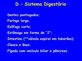D – Sistema Digestório
-Dentes pontiagudos;
-Faringe larga,
-Esôfago curto;
-Estômago em forma de “J”;
-Intestino (**válvula espiral em tubarões);
-Cloaca e ânus;
-Fígado com vesícula biliar e pâncreas.
 