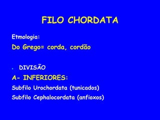 FILO CHORDATA
Etmologia:
Do Grego= corda, cordão
● DIVISÃO
A- INFERIORES:
Subfilo Urochordata (tunicados)
Subfilo Cephalocordata (anfioxos)
 