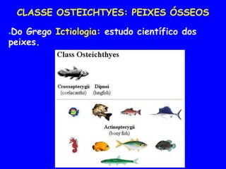 CLASSE OSTEICHTYES: PEIXES ÓSSEOS
●Do Grego Ictiologia: estudo científico dos
peixes.
 