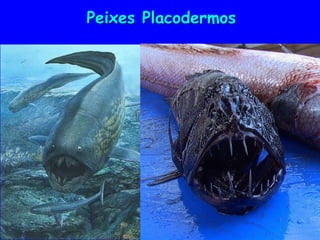Peixes Placodermos
 