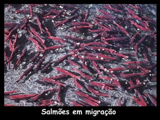 Salmões em migração
 