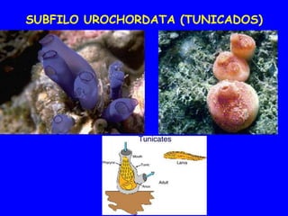 SUBFILO UROCHORDATA (TUNICADOS)
 