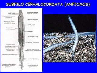 SUBFILO CEPHALOCORDATA (ANFIOXOS)
 