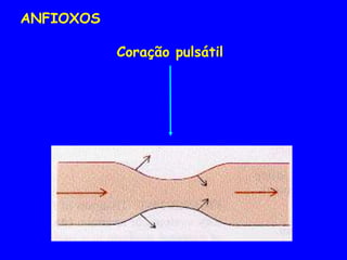 Coração pulsátil
ANFIOXOS
 