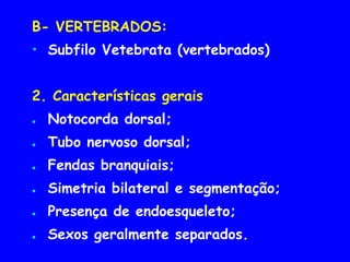 B- VERTEBRADOS:
• Subfilo Vetebrata (vertebrados)
2. Características gerais
● Notocorda dorsal;
● Tubo nervoso dorsal;
● Fendas branquiais;
● Simetria bilateral e segmentação;
● Presença de endoesqueleto;
● Sexos geralmente separados.
 
