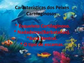 Características dos Peixes
Cartilaginosos:
* Esqueleto Cartilaginoso.
* Nadadeiras(Barbatanas).
*Boca Ventral.
* O tipo de escamas.
 