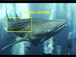 LINHA LATERAL:
 