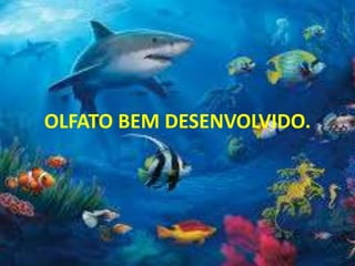 OLFATO BEM DESENVOLVIDO.
 
