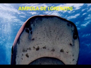 AMPOLA DE LORENZINI
 