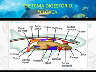 *SISTEMA DIGESTÓRIO.
*CLOACA.
 