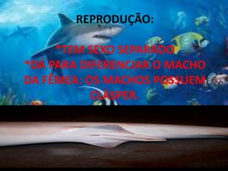 REPRODUÇÃO:
*TEM SEXO SEPARADO
*DÁ PARA DIFERENCIAR O MACHO
DA FÊMEA: OS MACHOS POSSUEM
CLÁSPER.
 