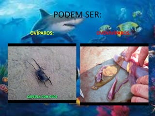 PODEM SER:
OVÍPAROS: OVOVIVÍPAROS:
 